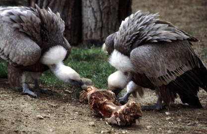 Canivores birds uzopedia